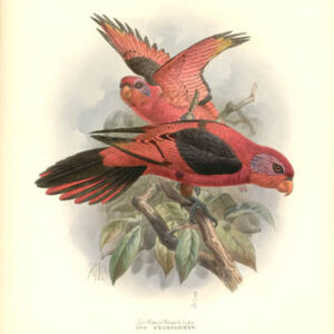 The Black-Winged Lory, Eos Cyanogenys