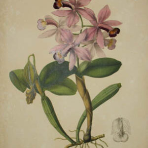 Plate 22, Cattleya superba