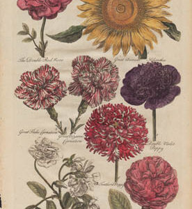 Hill Botanical, Plate 45