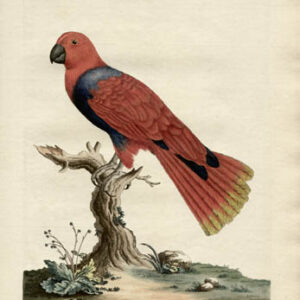 The Blue-Breasted Parrot