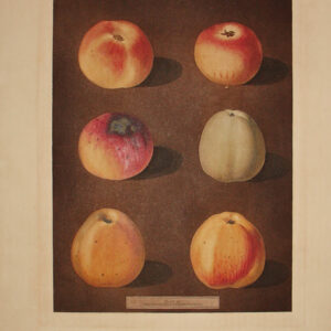Plate XC [Apples: Striped Holland Pippin, Marygold Apple, Sullenworth's Rennet Apple and Beauty of Kent]
