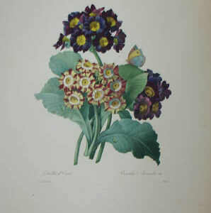 Oreilles d'Ours, Primula Auricula Var.