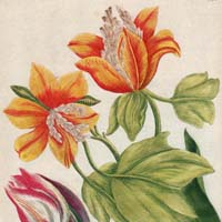 Botanicals, Flower & Fruit