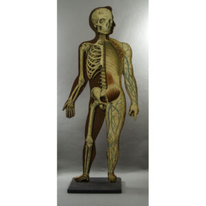 Science, Medical, Anatomy, Diagram, Skeleton, Smith's Anatomical Manikin, Illinois, 1888,  Prop Rental