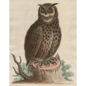 Horned Owl, Plate 227