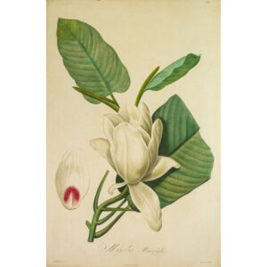 Magnolia Macrophylla, Plate 33