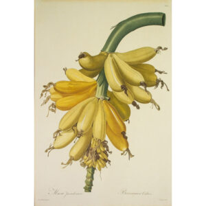 Musa Paradisiaca, Bananier Cultive, Plate 444 [Cultivated Banana]