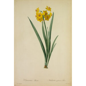 Narcissus Lazetta, Pl. 9