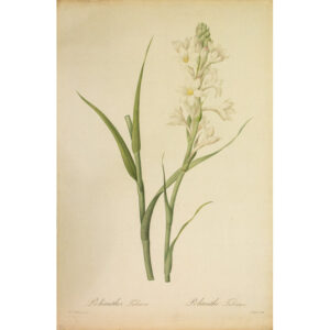 Polianthes Tuberosa, Pl. 5