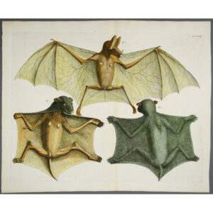 Natural History Art, Mammals Bats, Albertus Seba, Antique Print, Amsterdam, 18th C. (Sold)