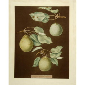 Brookshaw Pears Plate 85