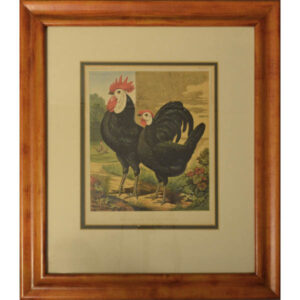 Cassell Prize Winning Poultry Framed Black Spanish