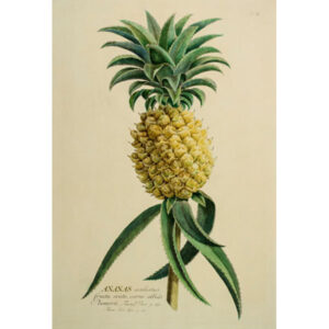 Ananas aculeatus fructu ovato, carne albida Plumerii, Tab. II [Pineapple]