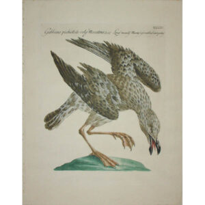 Gabbiano picchiettato volg'e: Moscatone