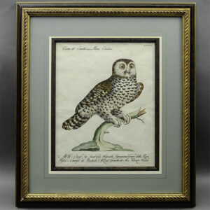 Civetta del Canada, framed