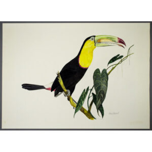Bird, Art, Tropical, Toucan, Keel-Billed, Vintage Watercolor, 20th Century