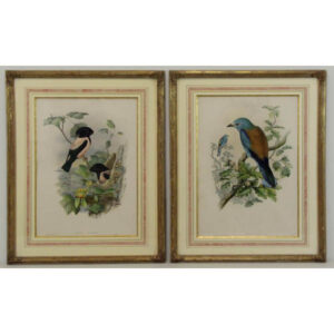 John Gould, Pastor Roseus [Rose-coloured Pastor] and Coracias Garrula, [Roller], from The Birds of Great Britain