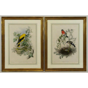 John Gould, Oriolus Galbula, Linn. [Golden Oriole] and Pyrrhula Vulgaris [Bullfinch] from The Birds of Great Britain