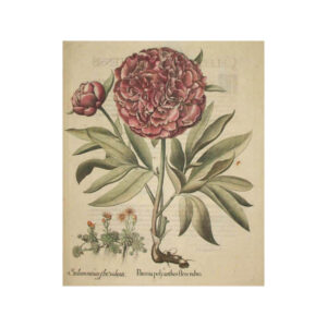 Paeonia polyanthus flore rubro [Peony]