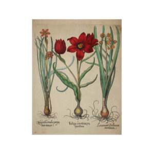 Tulipa Serotina Polyanthos (Pl. 74) [Tulip]