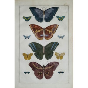 Seba Butterflies Plate 31