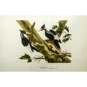 John Ruthven, Ivory-Billed Woodpecker, Campephilus Pincipalis