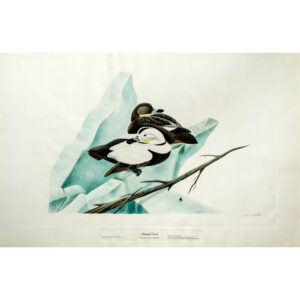 Labrador Duck, Camptorhynchus labradorius