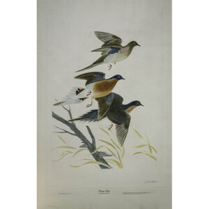 Passenger Pigeon, Ectopistes Migratorius