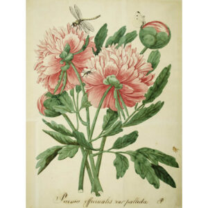 Paeonia officinalis [Common Peony]