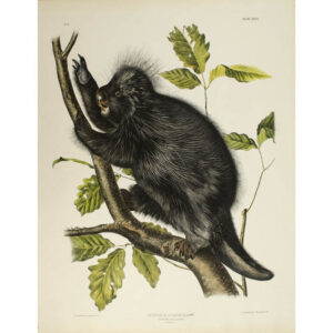 Audubon, Hystrix Dorsata, Linn., Canada Porcupine