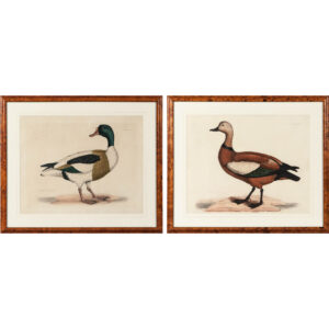 Ruddy Duck, Vol 2, Pl. 48B and Common Shell-Drake, Vol 2, Pl. 48