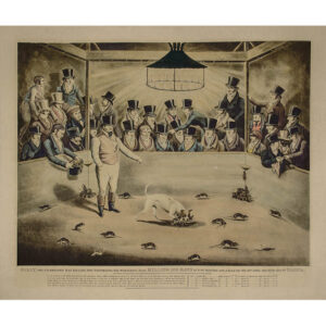 Billy, the Celebrated Rat Killing Dog Performing His Wonderful Feat