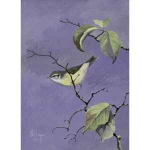 Philadelphia Vireo, Vireo philadelphicus