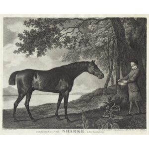 George Stubbs, Sharke