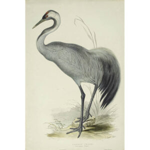 Common Crane (Grus cinerea)