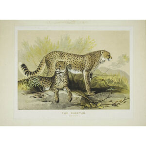 The Cheetah (Felis jubata)