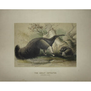 The Great Anteater