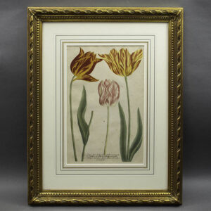 Weinmann Plate 990, Tulips