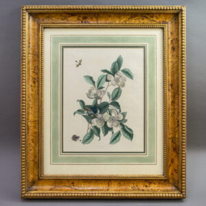 Mark Catesby, Steuartia [Silky Camellia with Goldcrest and Ichneumon Wasp], (Appendix, Plate 13)