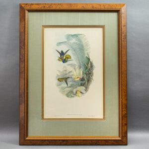 John Gould, Chrysuronia Eliclae (Vol. 5, Plate 328)