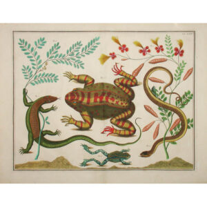 Seba, [Frogs, Lizard, and Snake] Plate LXXV