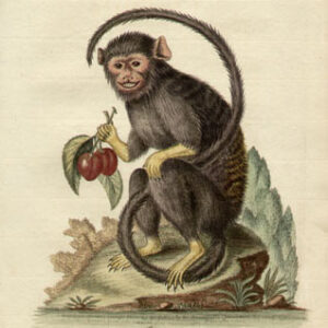 Monkeys