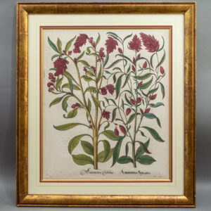 Besler, [Amaranth] I. Amarantus Spicatus. II. Amarantus Cristatus