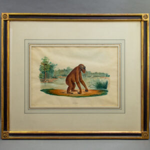 Simia Satyrus [Orangutan]