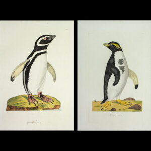 Aptenodytes magellanica [Magellanic Penguin] and Aptenodytes crestata [Southern Rockhopper Penguin]