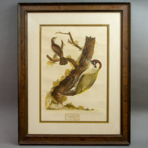 1. The Green Woodpecker, Male. 2. The Wryneck.