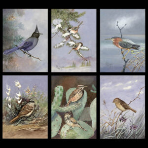 Six Steffen bird watercolors