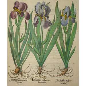 Iris Calcedonica latifolia