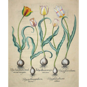 Tulipa Albicans Margine Coccineo [Tulips]