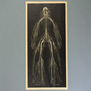 Dr. Rufus Weaver, Cerebro-Spinal Nervous System